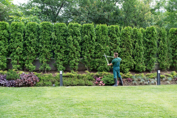 Best Arborist Consultation Services  in Tiffin, OH